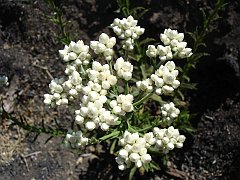 gnaphalium californicum