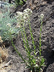 gnaphalium californicum