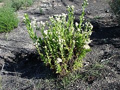 gnaphalium californicum