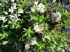 gnaphalium californicum