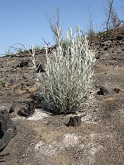 gnaphalium canescens