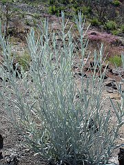 gnaphalium canescens