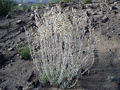 gnaphalium canescens