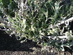 gnaphalium canescens
