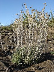 gnaphalium canescens