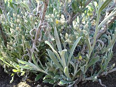 gnaphalium canescens