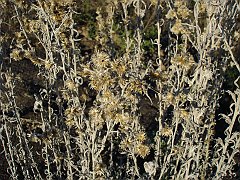 gnaphalium canescens
