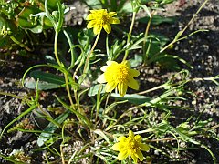 lasthenia californica
