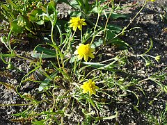 lasthenia californica