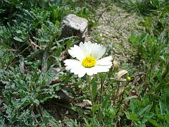 layia glandulosa