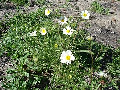 layia glandulosa
