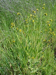 amsinckia menziesii