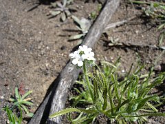 cryptantha intermedia