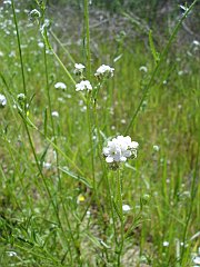 cryptantha intermedia
