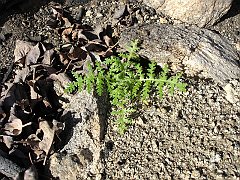 eucrypta chrysanthemifolia