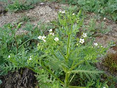 eucrypta chrysanthemifolia