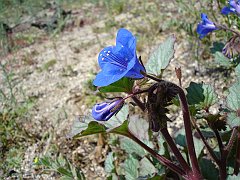 phacelia campanularia