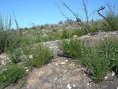 helianthemum scoparium
