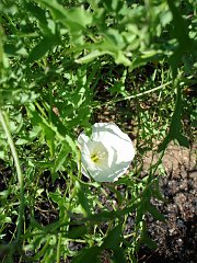 calystegia macrostegia