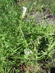 calystegia macrostegia