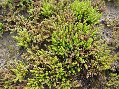 crassula connata