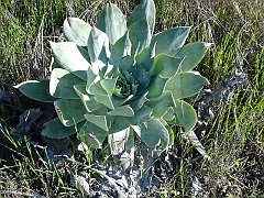 dudleya pulverulenta