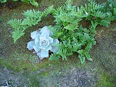 dudleya pulverulenta