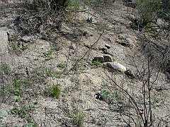 dudleya pulverulenta