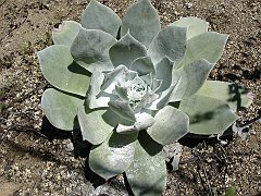dudleya pulverulenta
