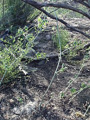 marah macrocarpus