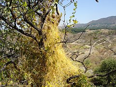 cuscuta californica