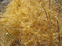 cuscuta californica