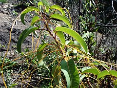 cuscuta californica