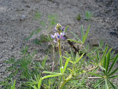 lupinus bicolor