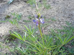lupinus bicolor