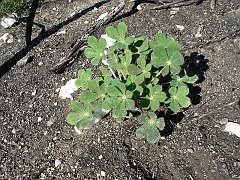 lupinus hirsutissimus