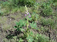 lupinus hirsutissimus