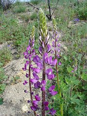 lupinus hirsutissimus