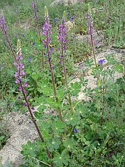 lupinus hirsutissimus