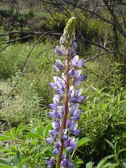 lupinus succulentus