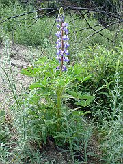 lupinus succulentus
