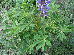 lupinus succulentus