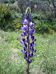 lupinus succulentus