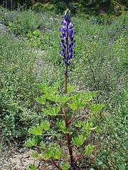 lupinus succulentus