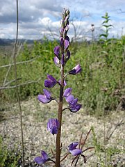 lupinus truncatus