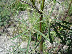 lupinus truncatus