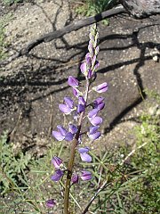 lupinus truncatus