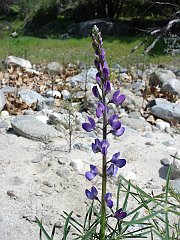 lupinus truncatus