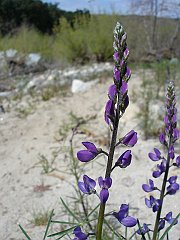lupinus truncatus