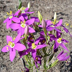 centaurium venustum